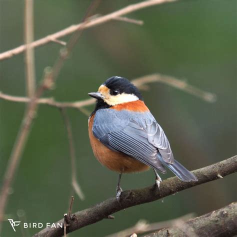 鳥 庭|野鳥図鑑 – BIRD FAN （日本野鳥の会）